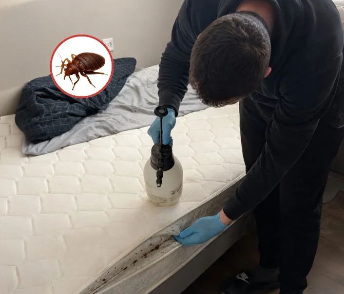 Technicien traitant un matelas contre les punaises de lit à Saint-Pierre-du-Perray